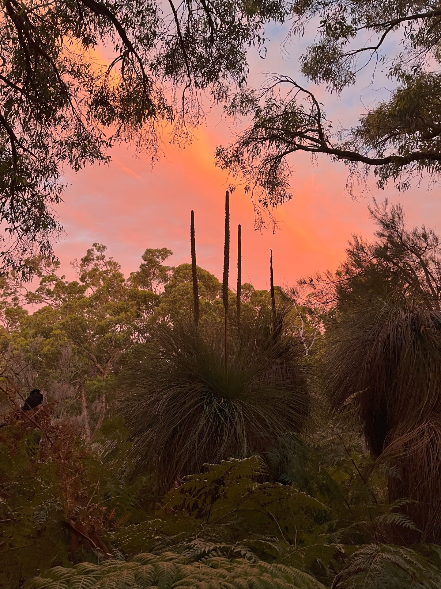 Nocturnal Animal Tours (Margaret River region)