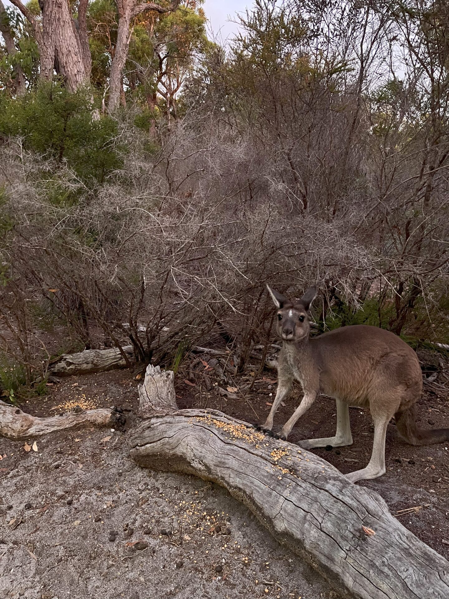 Nocturnal Animal Tours (Margaret River region)