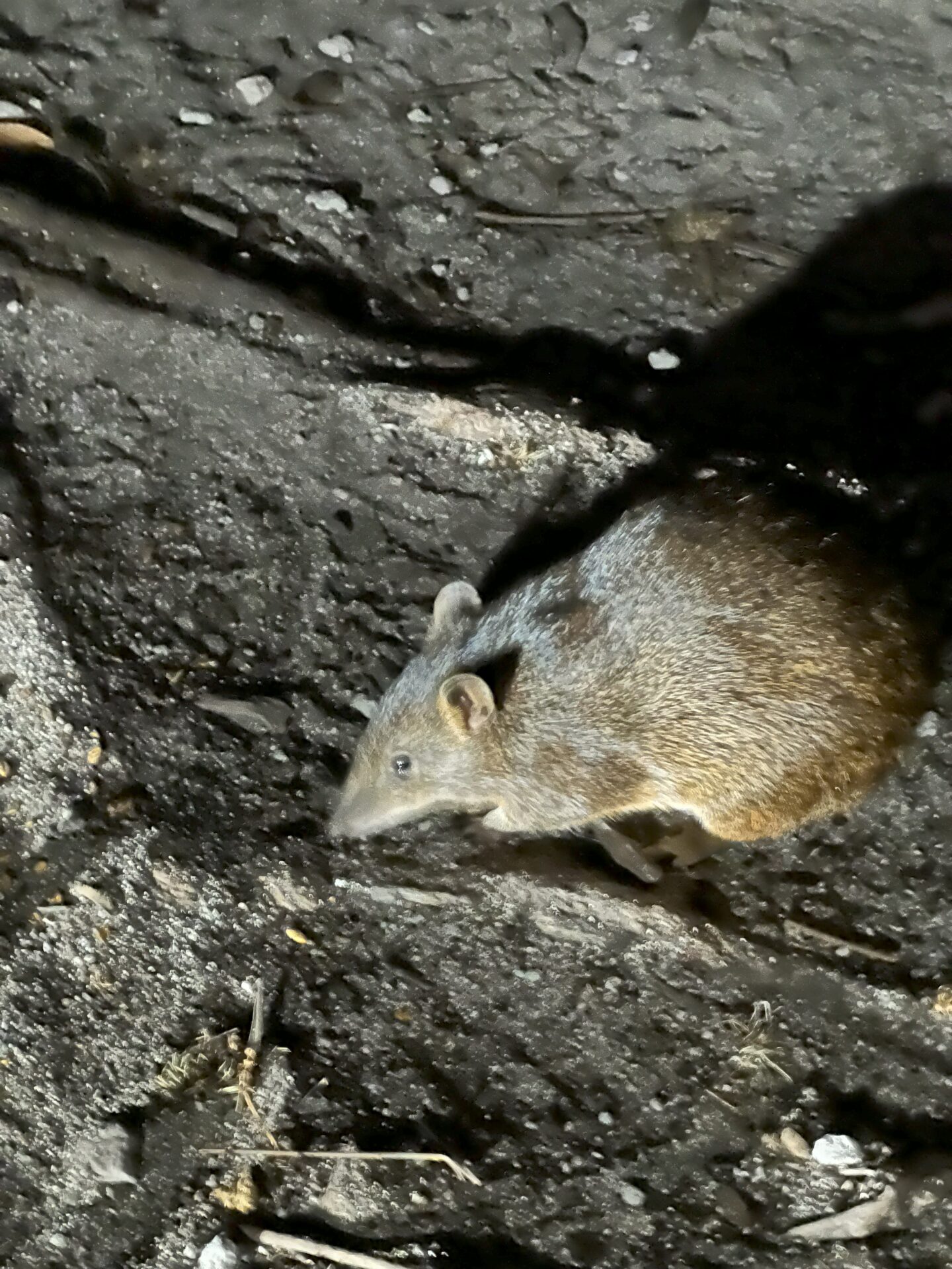 Nocturnal Animal Tours (Margaret River region)