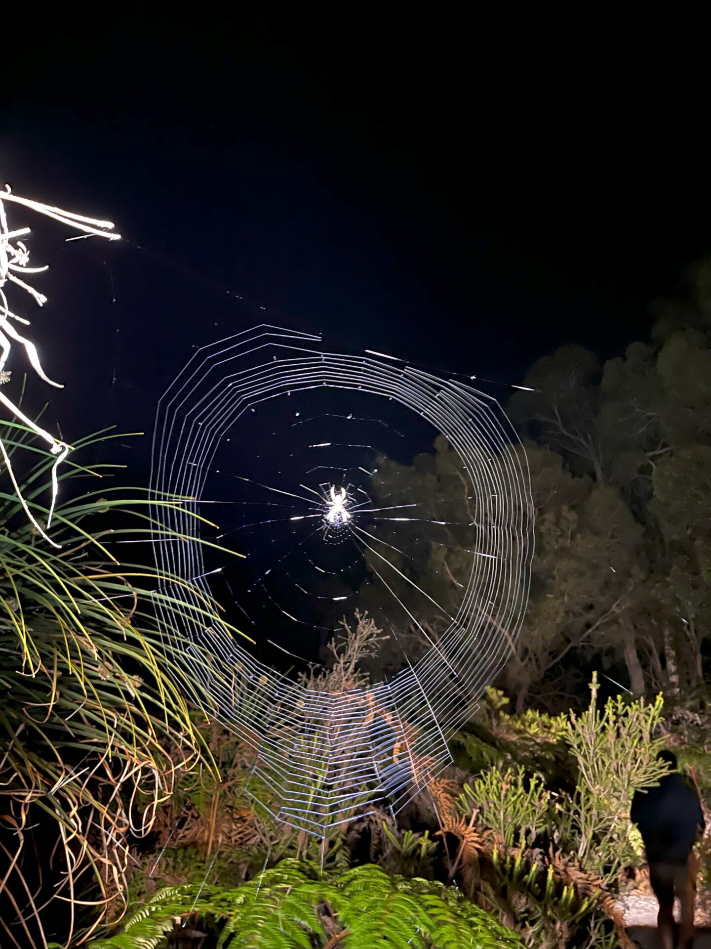 Nocturnal Animal Tours (Margaret River region)