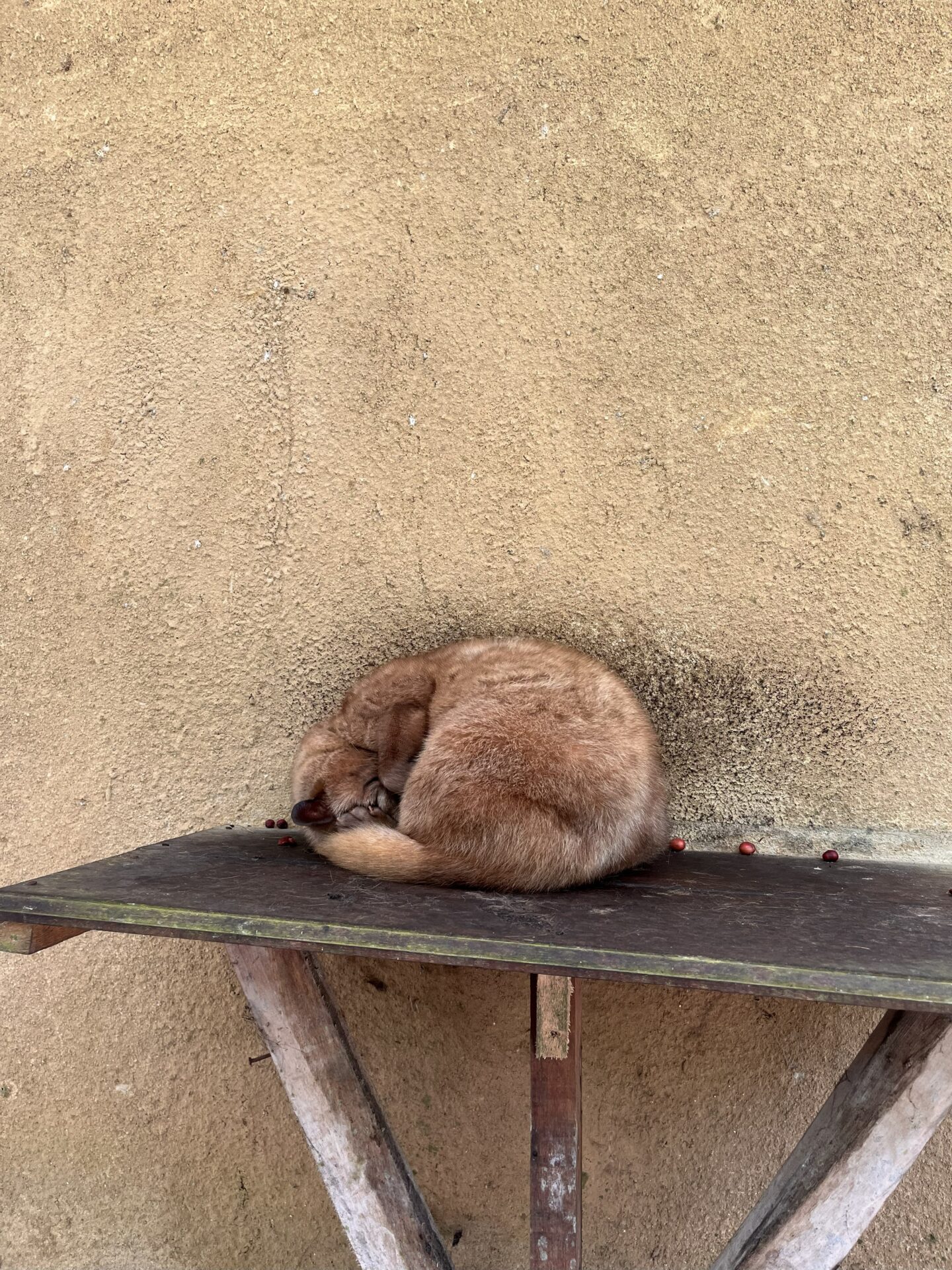 O que fazer em Bali – visita a Ubud