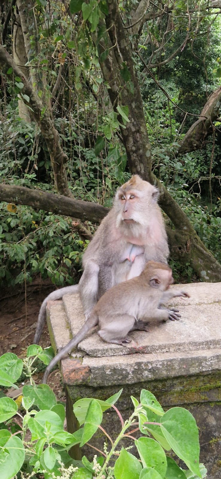 O que fazer em Bali – visita a Ubud