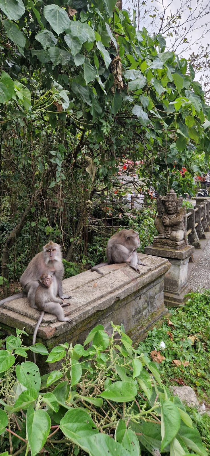 O que fazer em Bali – visita a Ubud