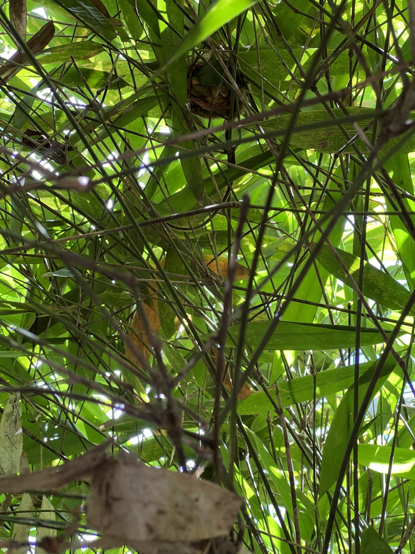 O que fazer em Bohol